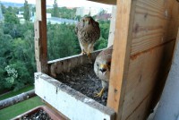 /album/a13-6-2013/dej-si-bacha-jpg1/